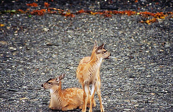Prince William Sound Deer Photo