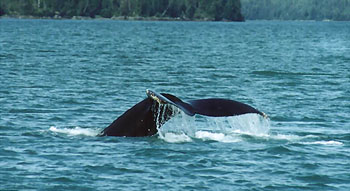 Prince William Sound Humpback Breach